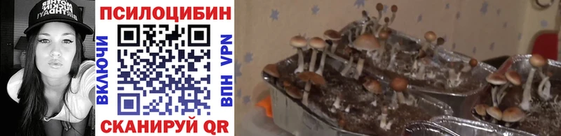 Псилоцибиновые грибы ЛСД Хвалынск